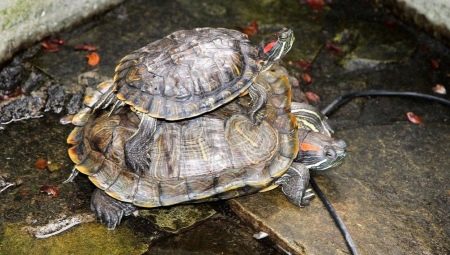 To what size and how quickly does a red-eared turtle grow at home?