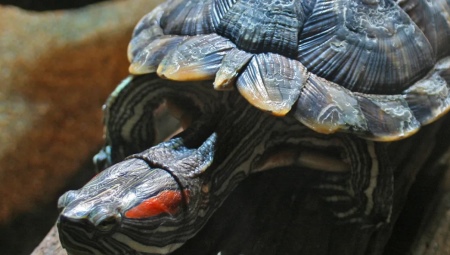 How to determine the age of a red-eared turtle?