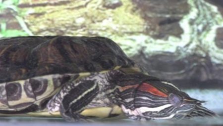 How do red-eared turtles sleep?