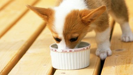 nourriture pour chien britannique