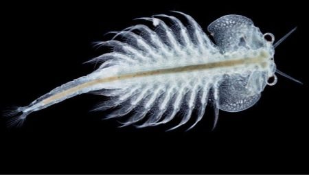 Artemia fish food