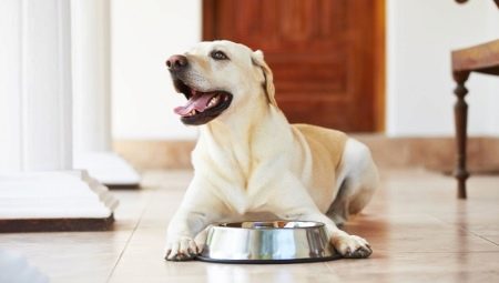 ROYAL CANIN food for labradors