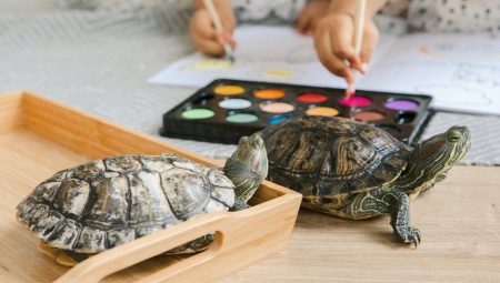 Is it possible for a red-eared turtle to walk around the apartment and how to walk it?