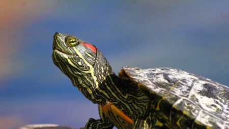 Can a red-eared turtle be kept without water and for how long?