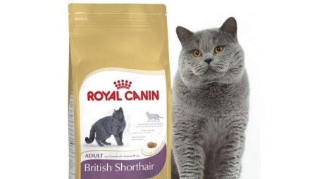 Review of ROYAL CANIN food for British cats