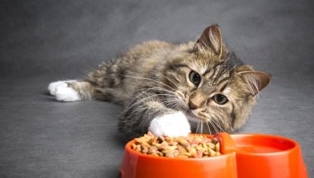 Darsi cat food review