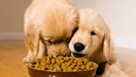Critique de la nourriture pour chiots Hill's