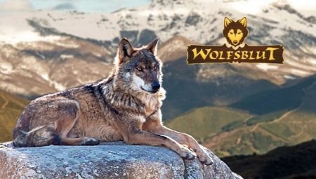 Examen des aliments pour chiens Wolfsblut