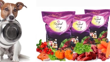 Overview of the Grand Dog feed