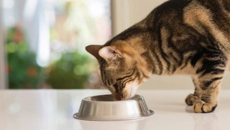 Description of food for cats and cats Ontario