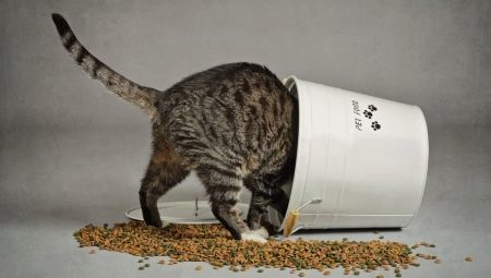 Description of food for cats and cats Zoomenu