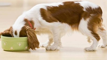 Caractéristiques et avis de la nourriture humide ROYAL CANIN pour chiens