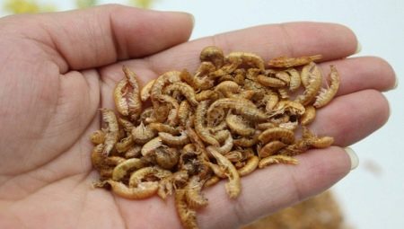 Features and use of gammarus as feed