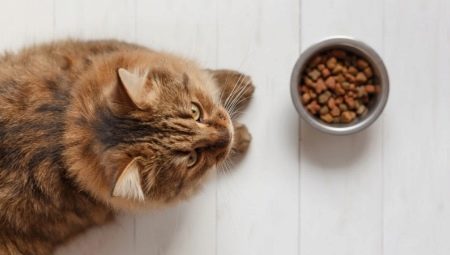 Features of food for cats and cats Grand Prix