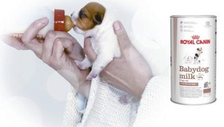 Features of ROYAL CANIN puppy milk