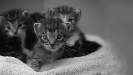 Caractéristiques de la nourriture humide pour chatons ROYAL CANIN