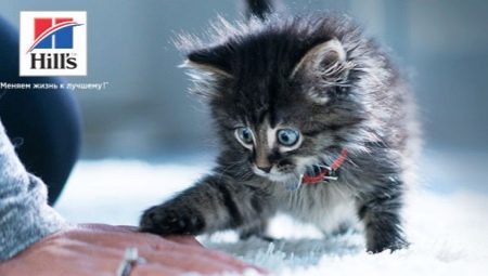 Hill's Kitten Food Variety