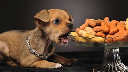 Variety of food for Farmina puppies