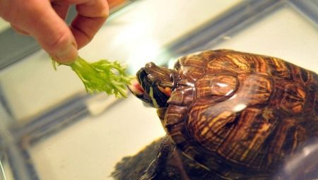 How much to feed a red-eared turtle at home?