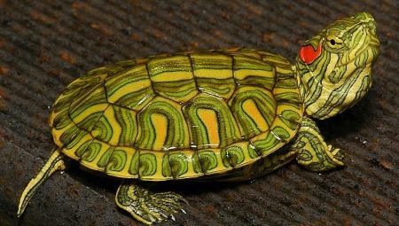 How long can a red-eared turtle live without food and why doesn't it eat?