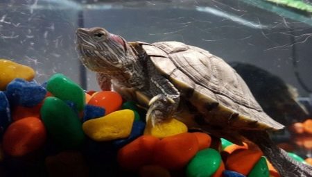 Water temperatures for red-eared turtles