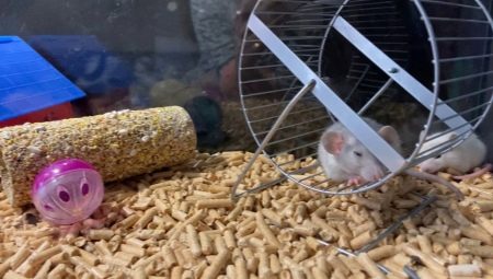 Everything you need to know about rat litters