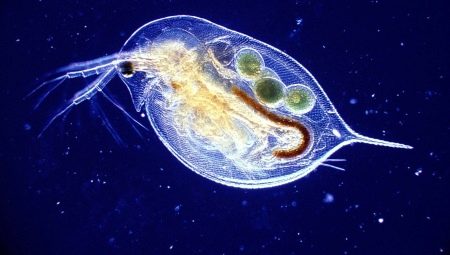 All about daphnia