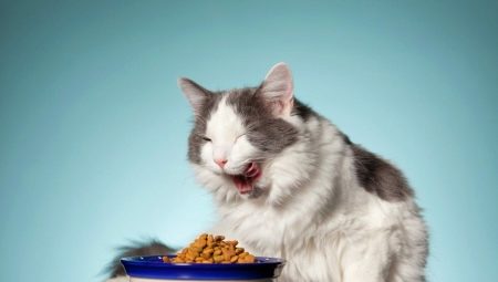 All about All Cats for cats and cats