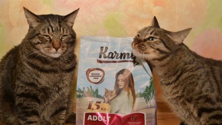 All about food for cats and cats Karmy