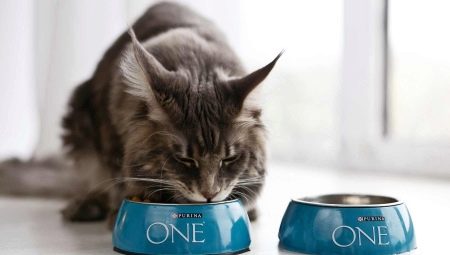 All about food for cats and cats PURINA ONE