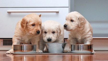 All About Holistic Puppy Food