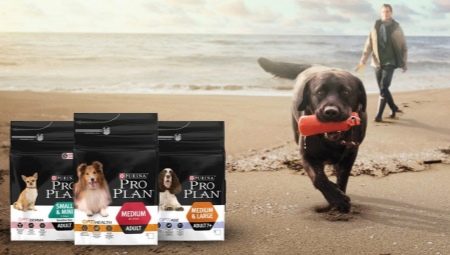Tout sur les chiens de grande race Purina Pro Plan