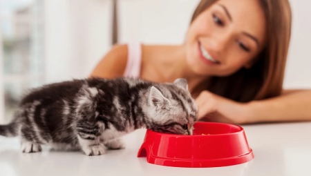 All About Whiskas for Kittens