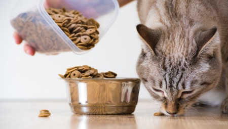 Choosing a holistic cat food