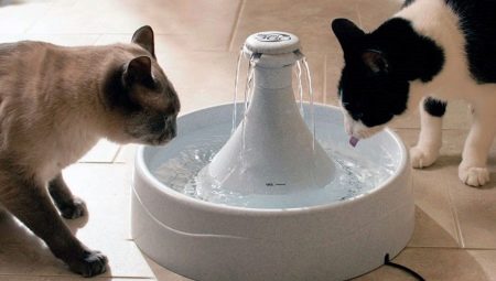 Choosing a drinking fountain