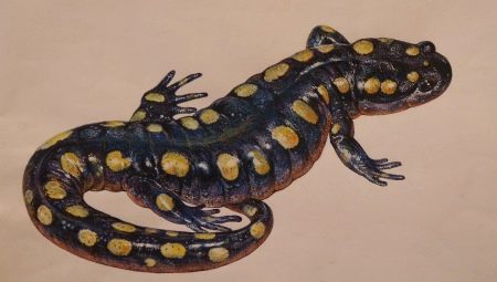 The meaning of the Salamander tattoo
