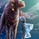 Characteristics of a Leo woman born in the Year of the Dog