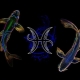 Characteristics of the Pisces woman born in the year of the Pig
