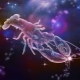 Characteristics of the zodiac sign Cancer