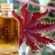 The use of castor oil in cosmetology