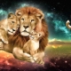 Leo boy: character and parenting tips