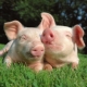 Capricorn man, born in the year of the Pig: personality traits and compatibility in love