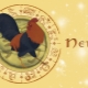 Cancer-Rooster woman: characteristics and compatibility with other signs
