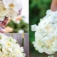 Orchid bridal bouquet: options and ideas for combining with other flowers