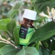 Tea tree oil for acne: properties, recommendations for selection and use