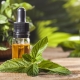 Peppermint oil: properties and uses