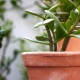 Money tree: what is it and how to plant it correctly so that money flows?