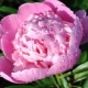 Peonies: what do they symbolize and how to arrange them according to feng shui?