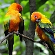 Aratinga: characteristics, types, rules of care