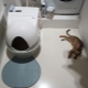 Automatic litter boxes for cats: features, selection and rating of models
